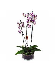 Orchid with base - Florist Majorca