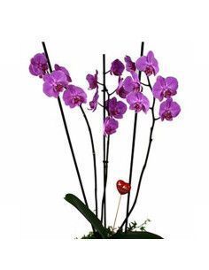 Orchid with base - Florist Majorca 2