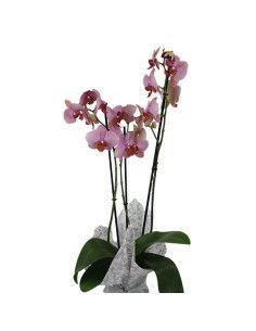 Buy Orchids Online, Fast Home Delivery | Floristería Mallorca