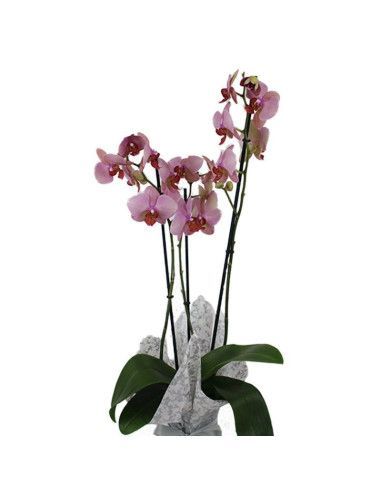 Orchidee mit drei Stielen (verschiedene Farben) - Mallorca Florist