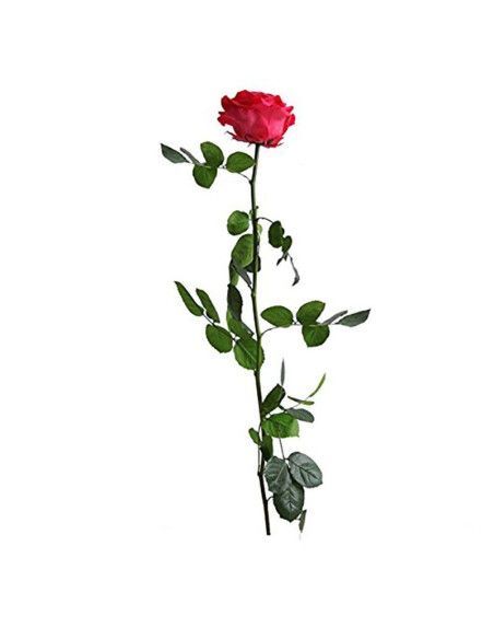 Red eternal rose 50cm