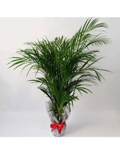 Areca - Floristería Mallorca