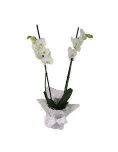Orquídea Blanca Dos Tallos | Floristería Mallorca