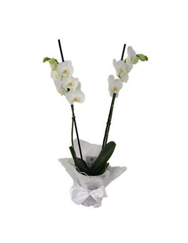 Zweistielige Orchidee - Mallorca Florist