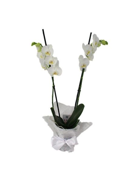 Zweistielige Orchidee - Mallorca Florist