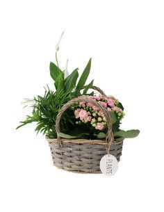 Korb der Pflanzen - Mallorca Florist