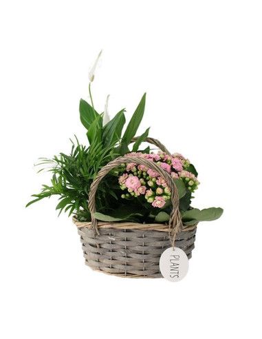 Basket of plants - majorca florist