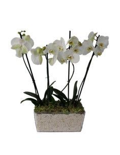 Two orchids in base - florist Mallorca