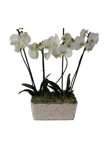 Zwei Orchideen in Base - Florist Mallorca