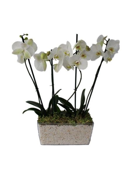 Dos orquídeas en base - Floristería Mallorca