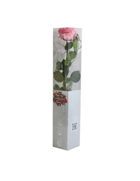 rosa ewige Rose - Florist Mallorca