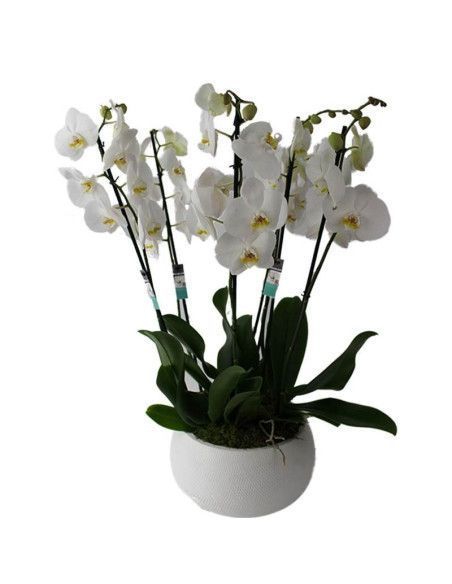 Centro de orquídeas "Premium" - Floristería Mallorca