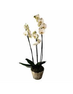 Orquídea de tres tallos en base de madera - Floristería Mallorca