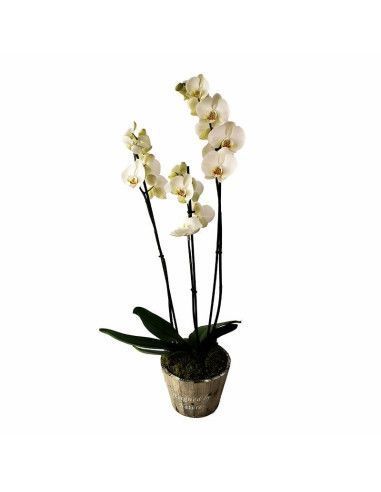 Orchidee mit drei Stielen auf Holzsockel - Mallorca Florist