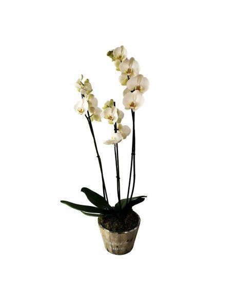 Orquídea de tres tallos en base de madera - Floristería Mallorca