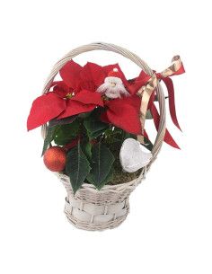 Weihnachtsstern Korb | Mallorca Florist