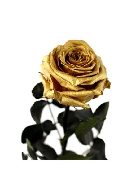 Rosa eterna dorada 50 cm - Floristería Mallorca
