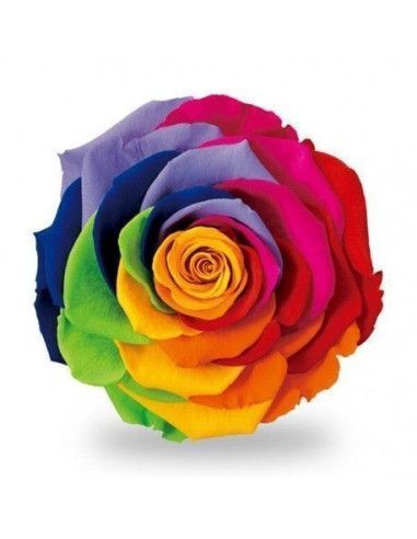 Eternal rainbow rose - Florist Mallorca
