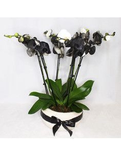 Black orchid center - Mallorca Florist