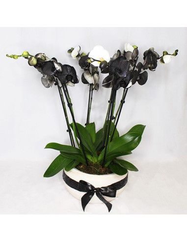 Composition d’orchidées noires - Floristería Mallorca