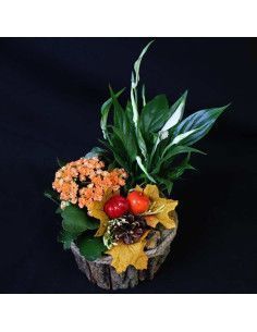 Composition de plantes d’automne - Floristería Mallorca
