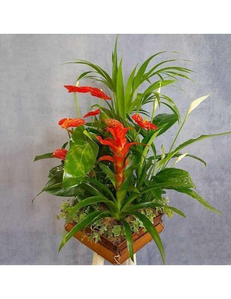 XXL Plant Box - Mallorca Florist