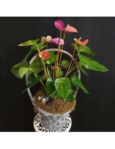 Anthurium en cesta