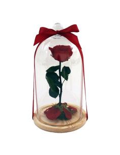 Rose éternelle La Belle et la Bête | Floristería Mallorca