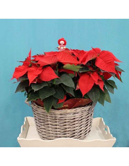 XXL Корзина Poinsettias - Флорист Майорки
