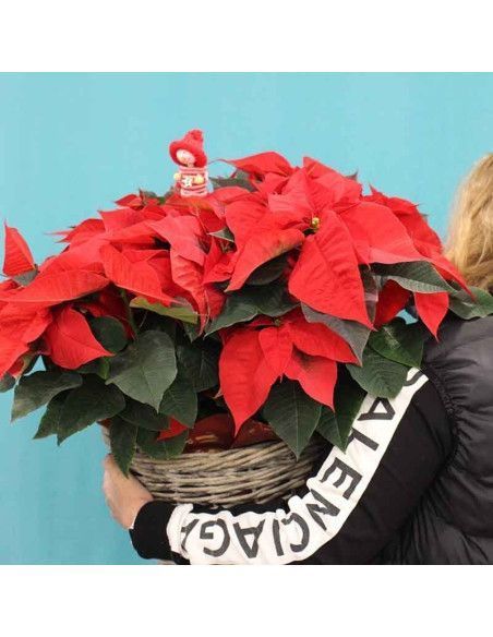 XXL Корзина Poinsettias - Флорист Майорки