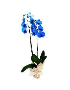 Orchidée bleue - Floristería Mallorca