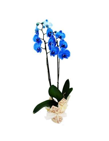Orquidea azul - Floristería Mallorca