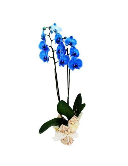 Orquidea azul - Floristería Mallorca