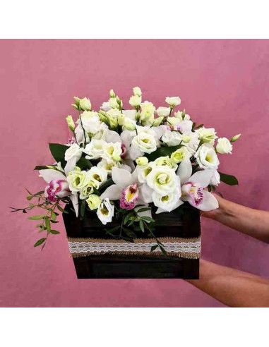 Cymbidium oquideas Schachtel | Florist auf Mallorca
