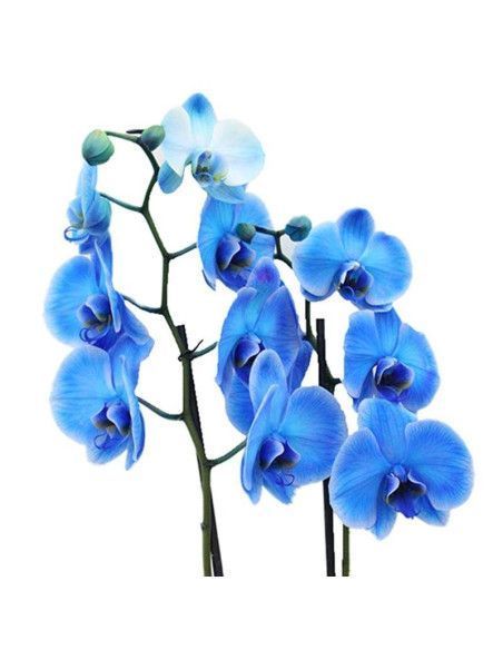 Orquidea azul - Floristería Mallorca