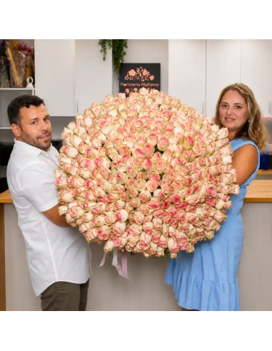 Strauß 500 Rosen (501) in Rot, Rosa, Weiß | Mallorca