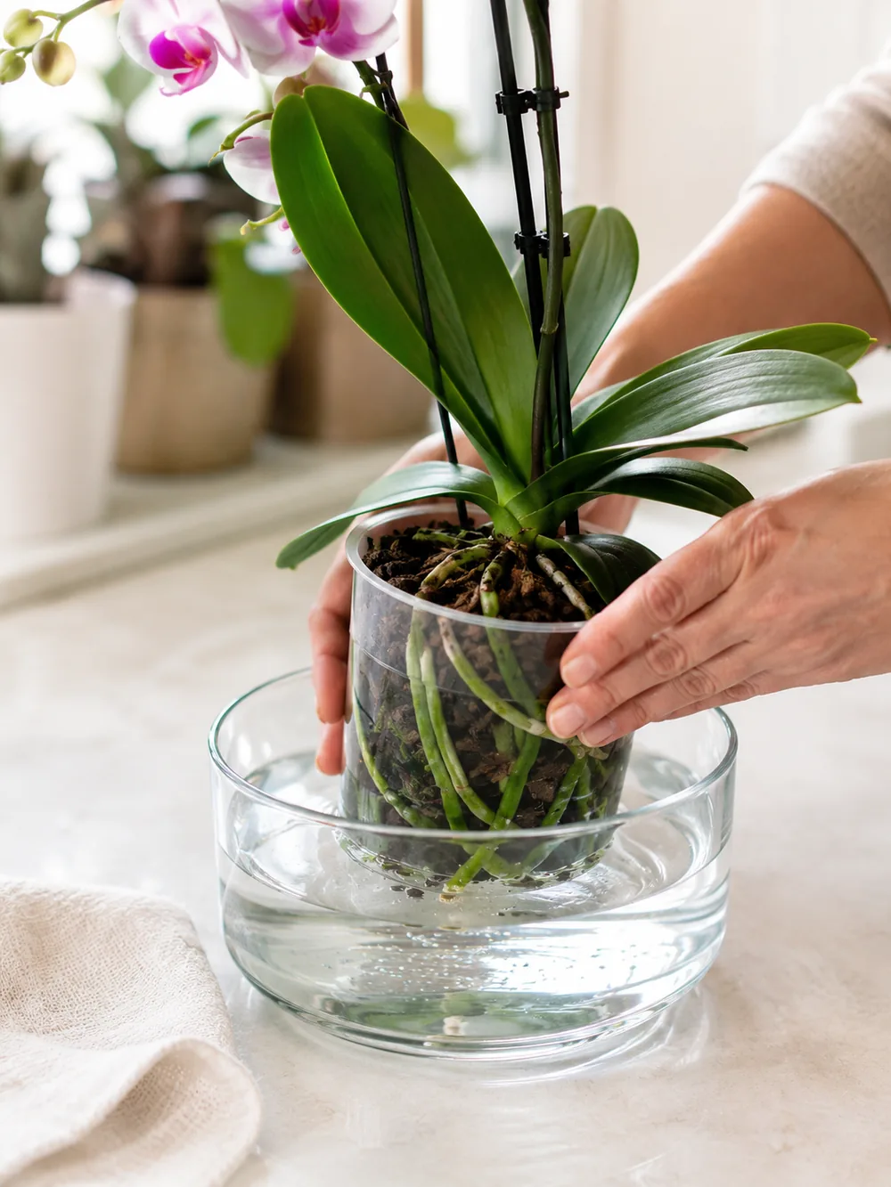 Watering an orchid by immersion, healthy roots