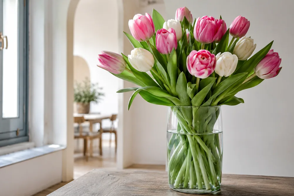 Fresh tulips in a tall vase with clean water