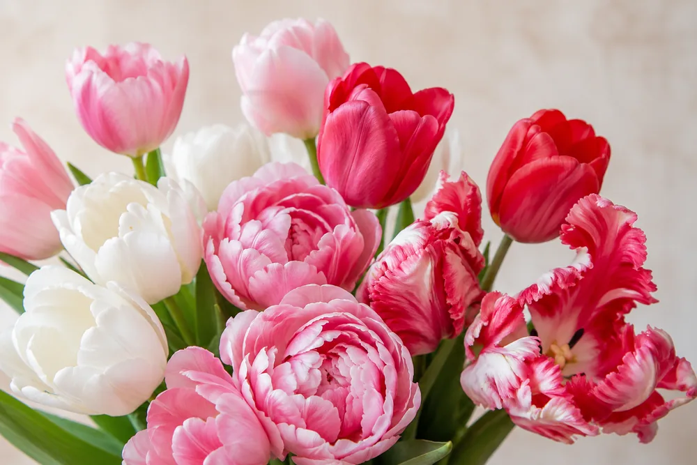 Different types of tulips: single, double and parrot