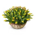 Centros de tulipanes